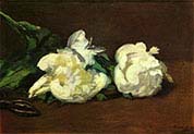 Still life White Peonies